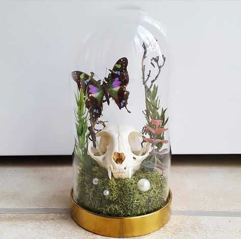 Cat Skull & Butterfly Floral Glass Dome Miniature Taxidermy, Skull Terrarium, Floral Cloche, Moss And Flowers, Dome Art, 2 Butterflies, Entomology Art, Animal Taxidermy, Diy Skulls