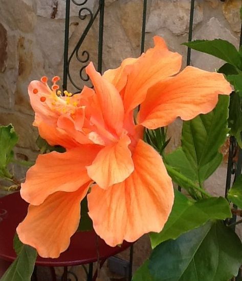 Hibiscus Photos And Images Cuban Flowers, Coral Hibiscus, Orange Hibiscus, Yellow Hibiscus, Hibiscus Plant, Rose Of Sharon, Gorgeous Flowers, Favorite Flower, Pretty Plants