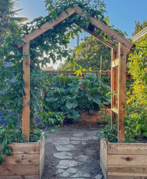 Urban Permaculture, Permaculture Homestead, Fake Happiness, Arizona Garden, Zone 9b, Potager Garden, Backyard Vegetable Gardens, My Mental Health, Garden Arbor