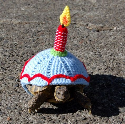 Turtle Birthday Decorations, Crochet Turtles, Turtle Clothes, Small Face Tattoos, Turtle Sweaters, Cute Tortoise, Tortoise Care, Tortoise Habitat, Sulcata Tortoise