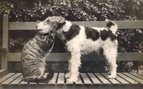 . Wirehaired Fox Terrier, Photos Of Dogs, Fox Terriers, Wire Fox Terrier, Animals Friendship, Cat And Dog, Appaloosa, Fox Terrier, Vintage Dog