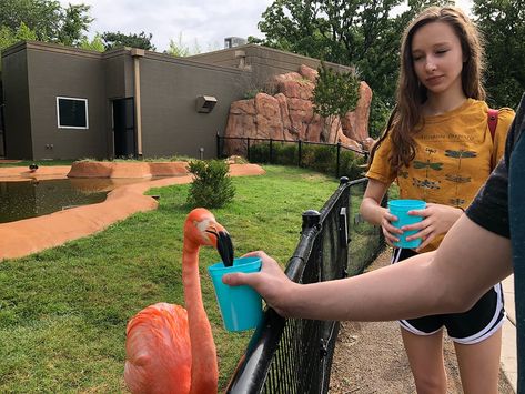 Get up close and personal with Indian Rhinos, flamingos, tortoises, and bears at the OKC Zoo. These 6 animal encounters are excited, thrilled, and sure to make your next visit to the zoo memorable for children of all ages. City Zoo, Animal Encounters, Rhinos, Up Close And Personal, The Zoo, Oklahoma City, Get Up, Oklahoma, Bears