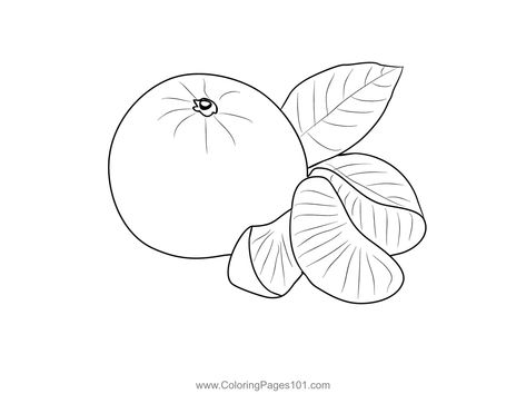 Oranges 3 Coloring Page Orange Printable, Outline Drawings, Mandarin Orange, Free Kids, Printable Coloring, Printable Coloring Pages, Coloring Pages For Kids, Coloring Page, Line Drawing