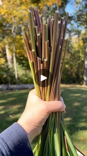 5.7K reactions · 1.5K shares | Not sure how to use your lemongrass? Here’s 3 things I do with mine.
1. Freeze the stalks to use for cooking.
2. Lemongrass oil to use as insect repellant or to treat skin irritations.
3. Dehydrated lemongrass leaves to make a soothing tea.
Don’t let your lemongrass go to waste! #lemongrass #lemongrassoil #lemongrasstea #homestead #hillsidehomesteader #foodscape #foodpreservation #medicinalplants #foodismedicine #growyourownfood #growyourownmedicne | Hillside Homesteader Lemon Grass Oil Diy, Lemongrass Uses, Herbal Mixtures, Lemongrass Recipes, Barbara Oneil, Lemongrass Plant, Produce Recipes, Edible Gardens, Lemongrass Tea