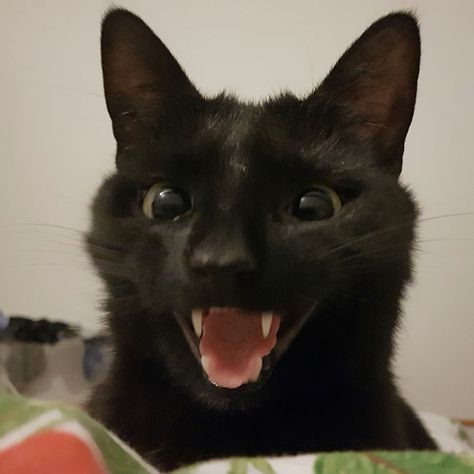 But one thing is for sure, he has some great facial expressions! A Black Cat, The Balcony, A Black, Balcony, Black Cat, First Time, The First, Black