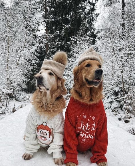 Winter Thoughts, Christmas Dog Photography, Dog Christmas Photos, Dog Christmas Pictures, Golden Retriever Christmas, Cute Christmas Outfits, Dog Photoshoot, Christmas Dogs, Cute Dog Photos