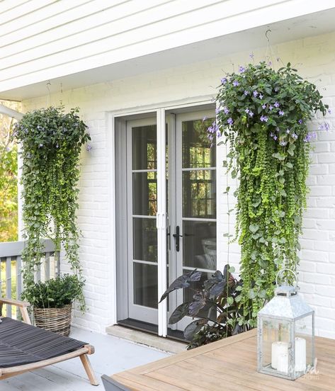 Hanging Planters Outdoor, Phantom Screens, Hanging Plants Outdoor, Diy Hanging Planter, Basket Plant, Porch Plants, Creeping Jenny, Retractable Screen, Hanging Flower Baskets