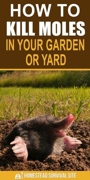 Mole Removal Yard, Moles In Yard, Chipmunk Repellent, Mole Repellent, Slugs In Garden, Organic Insecticide, Gutter Garden, Lawn Pests, Organic Pesticide