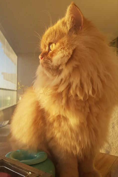 Ginger Cat Aesthetic Fluffy, Aesthetic Persian Cat, Orange Persian Cat Aesthetic, Ginger Persian Kitten, Fluffy Orange Cat Aesthetic, Ginger Fluffy Cat, Persian Cat Aesthetic, Ginger Persian Cat, Fluffy Ginger Cat