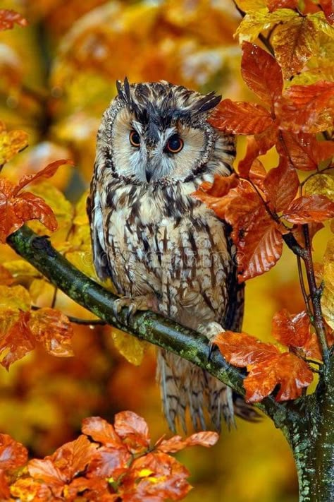 Wise Old Owl, Funny Owls, Owl Photos, Hoot Owl, Owl Pictures, Beautiful Owl, Great Horned Owl, Owl Bird, Cute Owl