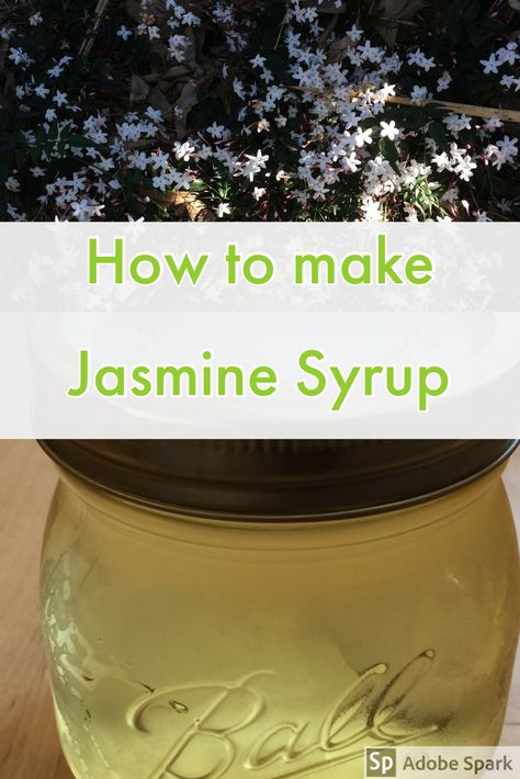 Jasmine Flower Uses, Jasmine Recipes, Jasmine Syrup, Floral Recipes, Flower Recipes, Histamine Diet, Syrup Recipes, Edible Gardening, Preserving Foods