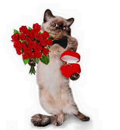 Will you marry me on Valentine's Day?! Marry Me Funny, Will U Marry Me, Me On Valentines Day, Valentines Day Cat, Valentine Photo, Cat Valentine, Holiday Pictures, Funny Cat Pictures, Cat Health