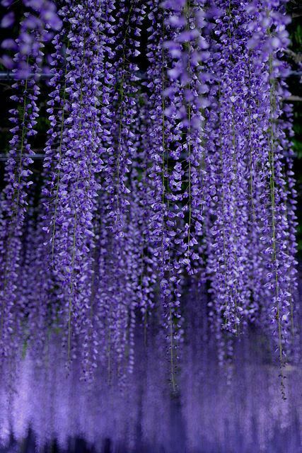 Wisteria Flower, Wisteria Flowers, Wisteria Tree, Purple Wisteria, I Love Purple, Nothing But Flowers, All Things Purple, Purple Aesthetic, Beautiful Tree