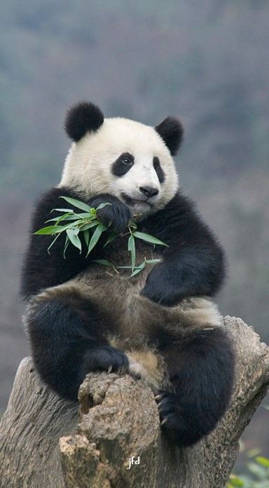 Panda Reference Photo, Panda Asethic, Panda Reference, Panda Photography, Panda Habitat, Wild Panda, Panda Day, Giant Panda Bear, Chinese Panda