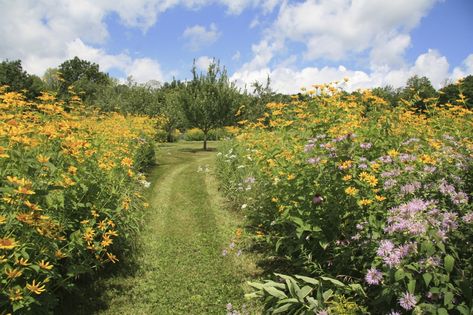 An environmental designer shares his secrets for growing dazzling, lush meadows. Native Gardens, Cardinal Flower, Perennial Grasses, Meadow Garden, Garden Types, Traditional Garden, Traditional Landscape, City Garden, Garden Borders