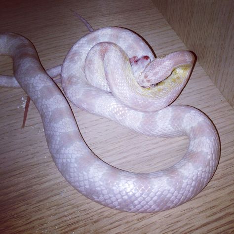 Coral snow corn snake Coral Snow Corn Snake, Snow Corn Snake, Reptile Room, Corn Snake, Cute Snake, Snakes, Reptiles, Corn, Coral