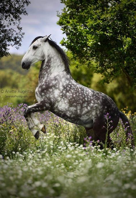 Happy Midsummer, Fields Flowers, Dapple Grey Horses, Grey Horses, Horse Coat Colors, Horse Photographer, American Saddlebred, Horse Coats, Horse Inspiration