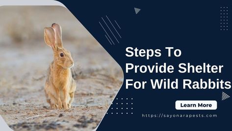 4 Steps To Provide Shelter For Wild Rabbits | Sayonara Pests Rabbit Deterrent For Garden, Deter Rabbits From Garden Plants, Rabbit Foraging Ideas, Wild Rabbit Shelter, Foraging Mat For Rabbits, Wild Bunny, Wild Rabbit, Take Shelter, Animals Wild