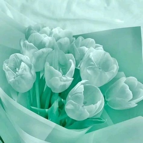 Teal Aesthetic Widget, Teal Aesthetic Pictures, Cyan Flowers, February Collage, Cyan Aesthetic, Teal Aesthetic, Turquoise Aesthetic, Mint Green Wallpaper, Widgets And Wallpapers