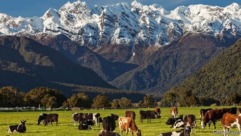 New Zealand Farm, New Zealand Mountains, Farm Fields, Dairy Farming, Water Pollution, Farm Scene, Dairy Farms, Coal Mining, Christchurch