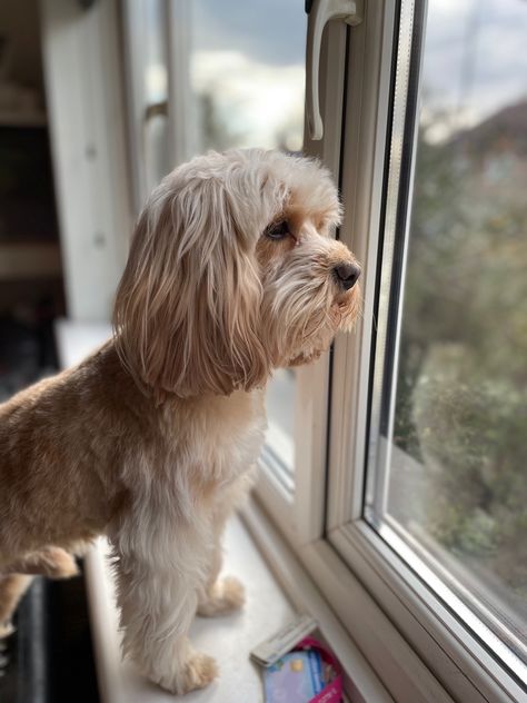 #cavapoo #cockapoo #dogs #puppy #cute #blonde Cute Blonde, Shih Poo, Puppy Cute, Dogs Puppy, Side Profile, Blonde, Puppies, Dogs, Animals