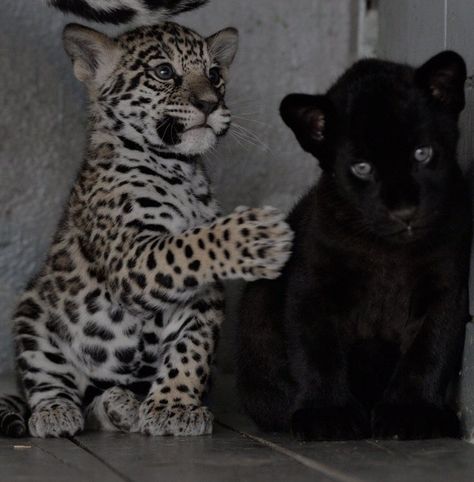 Baby Panther, Baby Leopard, Interesting Images, Vedic Astrology, Animal Facts, Cute Wild Animals, Interesting Questions, Cute Little Animals