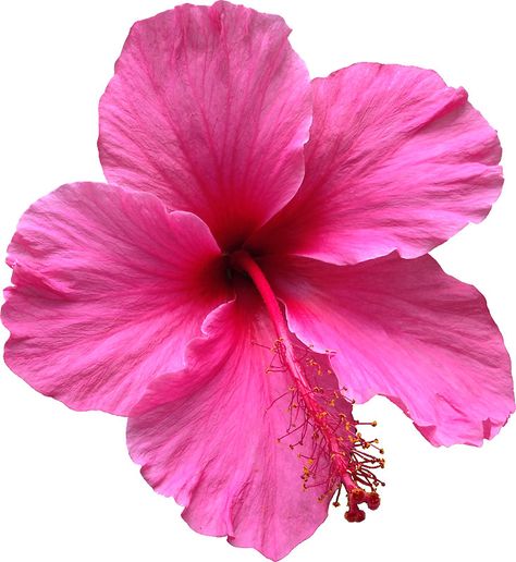 Pink Hawaiian Flower Flower Icons, Hawaiian Flower, Nothing But Flowers, Flower Therapy, Collage Making, Hawaiian Flowers, Everything Pink, Flower Lover, Flowers Nature