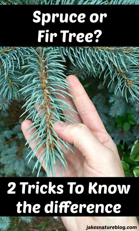 I love trees and could never tell these apart.  These great tips help me tell apart a spruce and fir and they're so simple.  #trees #spruce #fir #naturefacts Norway Spruce Tree, Nature Poems, Nature Facts, Colorado Spruce, Evergreen Landscape, Colorado Blue Spruce, Outdoor Skills, Picea Pungens, Spruce Trees