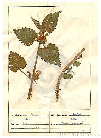 Herbarium sheet - 4/30 Herbarium Sheet, Art Science, Plant Collection, Hyde Park, Disney Princesses, Botany, Vintage Boho, Rapunzel, Tangled