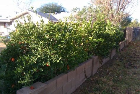 citrus hedge along the back fence Citrus Hedge, Client Board, Urban Farm, Garden Idea, Plant A Tree, Citrus Trees, Fruit Tree, Urban Farming, The Fruit