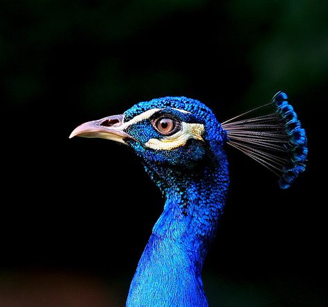 Peacock Images, Peacock Photos, Colourful Birds, Peacock Pictures, Peacock Painting, Blue Peacock, Peacock Art, Bird Wallpaper, Exotic Birds