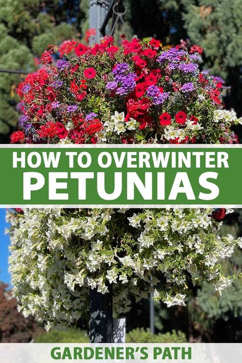 Most of us toss our petunias at the end of the growing season because they can’t survive freezing weather. But there’s another option. You can overwinter petunias in a protected spot so you can enjoy their vibrant color again next season. Learn the two ways to do it now on Gardener's Path. #petunias #gardenerspath Petunia Garden Ideas, Overwintering Plants, Overwintering Annuals, Petunia Care Tips, Petunias Flower Bed Front Yards, Propagating Petunias From Cuttings, How To Grow Petunias From Seed, Wintering Petunias, How To Save Petunia Seeds