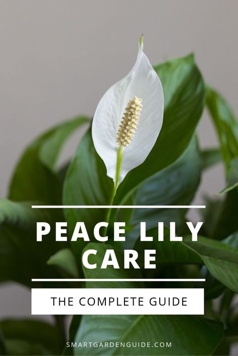 Everything you need to know about Peace Lily plant care. Learn to grow and care for the popular Peace Lily Houseplant. I cover everything, from watering to propagation to help you keep your Peace Lily thriving. #peacelilyplant #peacelilycare #peacelily #spathiphyllum #indoorplants #houseplants #indoorgardening #houseplantcare Peace Lily Plant Care, Keep Your Peace, Peace Lily Care, Peace Plant, Lily Plant Care, Lily Care, Lily Plant, Peace Lily Plant, نباتات منزلية