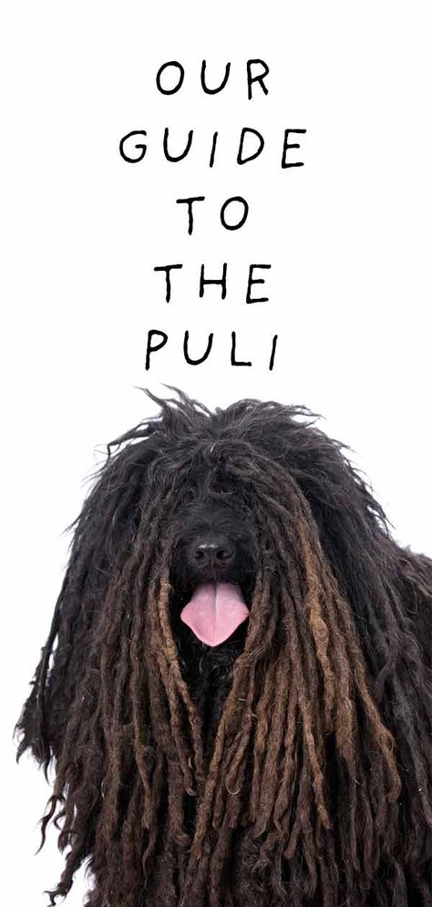 A guide to the puli, Do breed review Pithe Puli Photography, Rasta Dog, Hungarian Puli Dog, Puli Puppy, Hungarian Puli, Polish Tatra Sheepdog, Aesthetic Puppy, Energetic Dog Breeds, Mop Dog