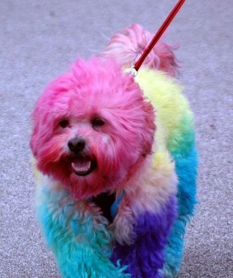 Dye Your Dog's Fur Dog Hair Dye, Dog Dye, Beauty Humor, Rainbow Dog, Dog Skin, Hair Cover, Boy Dog, Crazy Colour, Dog Pin