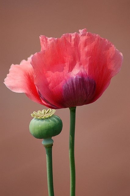 pink poppy and a poppy seed pod by georgette Poppy Seed Pods, Poppy Flower Tattoo, Poppy Pods, Poppies Tattoo, Pink Poppy, Seed Pod, Poppy Art, Poppy Painting, Pink Poppies