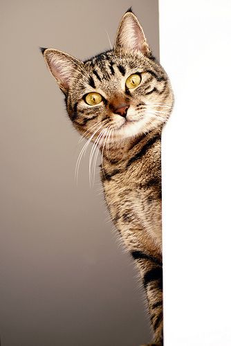 Image Chat, Domestic Cat, Here Kitty Kitty, I Love Cats, Kitty Kitty, Cats Meow, Tabby Cat, Cute Kittens, Crazy Cat