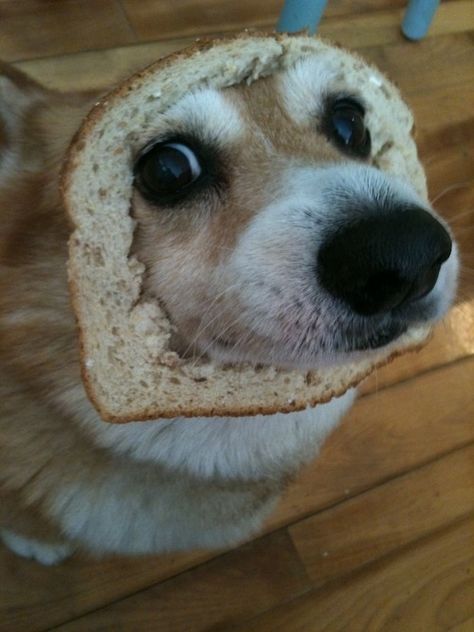 corgi bread Funny Doggos, Cute Corgi Puppy, Dog Breeds List, Corgi Pictures, Corgi Funny, Corgi Puppy, Cute Corgi, Pembroke Welsh Corgi, Corgi Dog