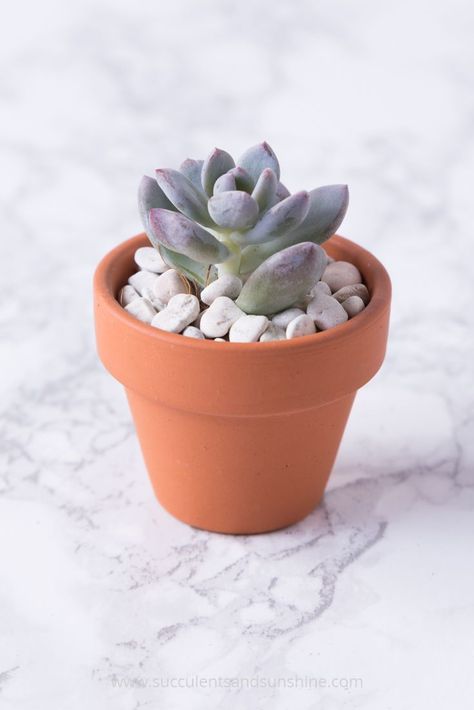 Succulent Aesthetic, Succulents Aesthetic, Mini Succulent Garden, Succulent Containers, Types Of Succulents Plants, How To Water Succulents, Pot Diy, Baby Succulents, Terra Cotta Pot