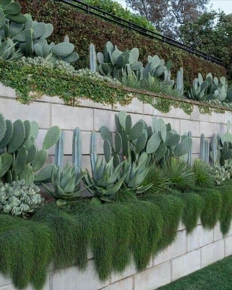 Garden Wall Designs, Seaside Garden, Tiered Garden, Plants Growing, Coastal Gardens, Walled Garden, Cactus Garden, Desert Landscaping, Tropical Garden