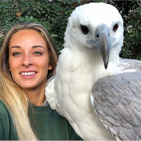 Earth Untamed on Instagram: “What a huge beak 😲 🔥 White bellied-sea eagle 🦅 👑. Photo credit: @tbonesjones Follow artist: @tbonesjones ————————————— #discover #wild…” Scottish Terrier Puppy, Bird People, Sea Eagle, Eagle Art, Pet Puppy, Pretty Birds, Bird Photography, Animal Planet, Wildlife Art