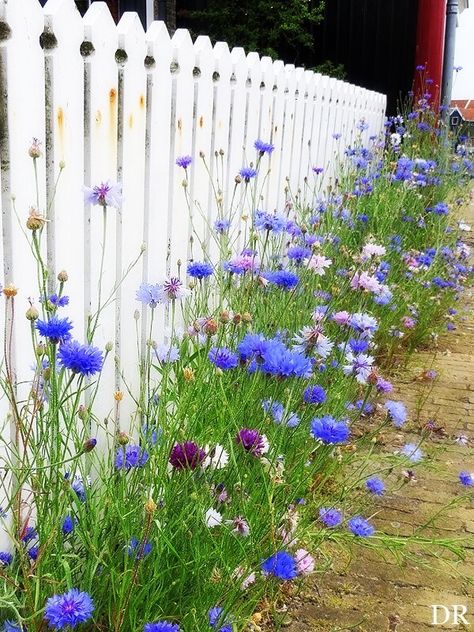 So pretty against the white picket fence Cottage Garden Design Ideas, Country Garden Flowers, Funny Vine, Side Yards, Flowers Growing, Cottage Garden Design, Flower Garden Design, White Picket Fence, Cottage Gardens