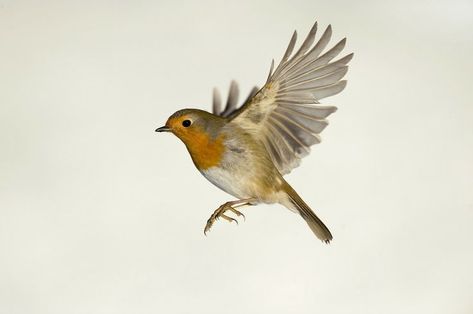 Robin Flying, Robin Bird Tattoos, Nightingale Bird, Robin Drawing, Robin Tattoo, Teacup Tattoo, Good Trip, Robin Redbreast, Getting A Tattoo