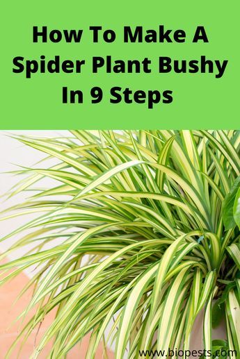 Spider Plant Care, Tattoo Plant, Household Plants, Plant Care Houseplant, Spider Plant, Inside Plants, Growing Plants Indoors, Indoor Plant Care, Best Indoor Plants