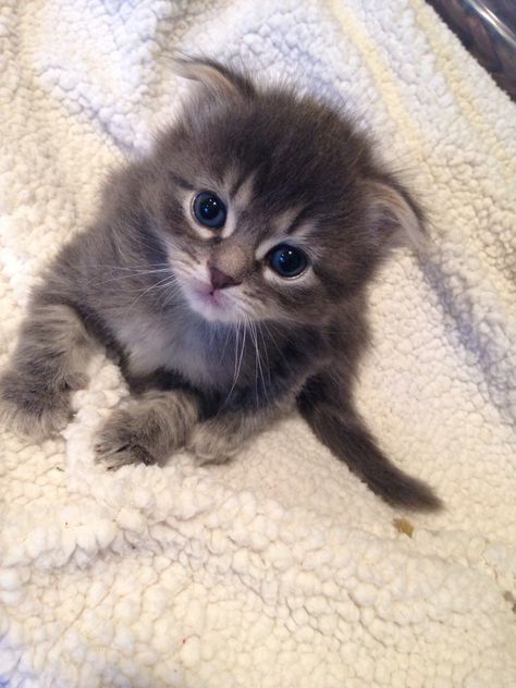 Cat With No Ears, Cat With Ears Back, Cats With Small Ears, Floppy Ear Cat, Cats With Bunny Ears, Floppy Ears, Adorable Kitten, Small Cat, Cute Baby Cats