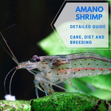 Amano Shrimp – Detailed Guide: Care, Diet and Breeding Pet Shrimp, Freshwater Shrimp, Fish Freshwater, Amano Shrimp, Aquarium Shrimp, Aquarium Set, Cherry Shrimp, Fish Garden, Sea Monkeys