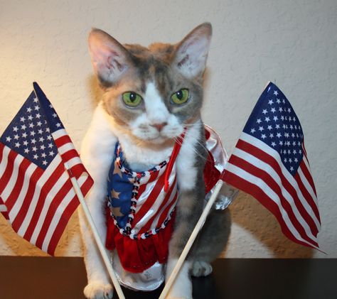 Curly Cat, Patriotic Cat, Cat Cuddle, Celebration Ideas, Cat Holidays, Cat Fashion, Pet Holiday, I Am Ready, Cat Costumes