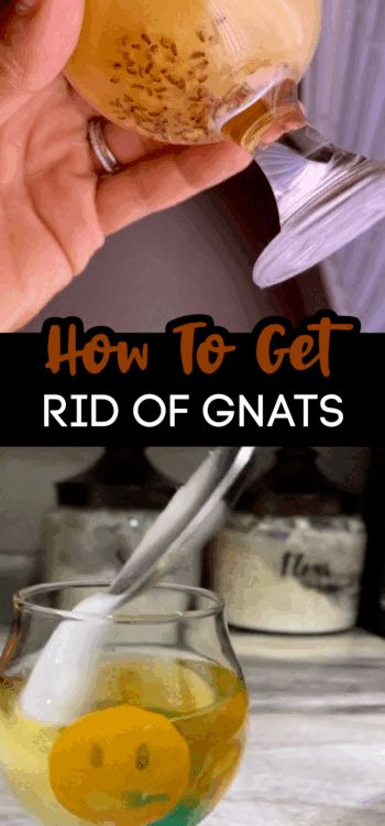 Knat Killer Homemade, How To Catch Gnats, Gnats In Kitchen, Gnat Repellant, Getting Rid Of Nats, How To Kill Gnats, Gnat Trap, Snake Repellent, How To Get Rid Of Gnats