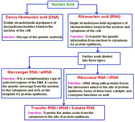 Nucleic Acids functions. Dna And Rna Structure, Rna Structure, Nucleic Acid Structure, Dna And Rna, Biochemistry Notes, General Biology, A Level Biology, Biology Facts, Chemistry Lessons