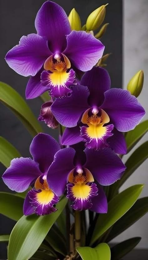 Magical Flowers, Orchid Varieties, Hawaii Flowers, Beautiful Flowers Images, Exotic Orchids, Beautiful Flowers Photography, Flower Painting Canvas, Beautiful Flowers Photos, Flowers Petals